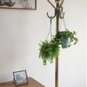 観葉植物 吊るすタイプ 2セット 鉢付き おし...の詳細画像5