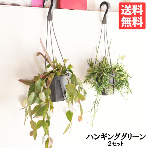 観葉植物 吊るすタイプ 管理しやすいシリーズ ブラック ２セット おしゃれ 吊り下げ ハンギング お...