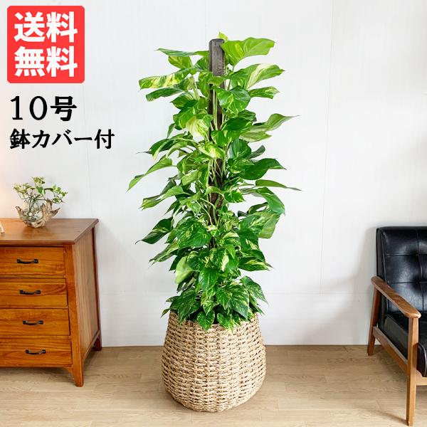 ポトス 観葉植物 10号 大型 手編みバスケット付き ヘゴ仕立て 鉢カバー付き おしゃれ 鉢植え 本...