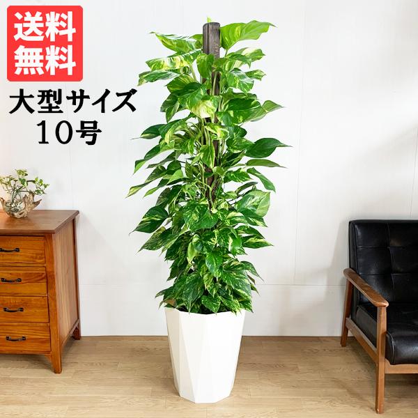 ポトス ヘゴ仕立て 観葉植物 10号 大型 おしゃれ 鉢植え 本物 大きい