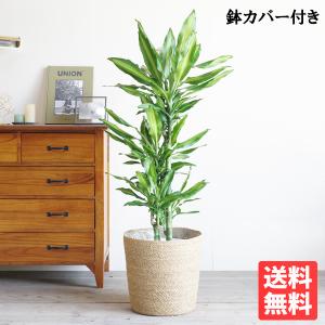 ココスヤシ 10号 耐寒性ヤシ ヤシの木 インテリア オシャレな観葉植物