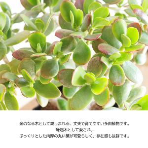 金のなる木 モスポット 成金草 ユーフォルビア...の詳細画像1