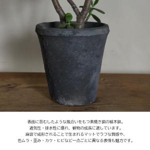 金のなる木 モスポット 成金草 ユーフォルビア...の詳細画像3