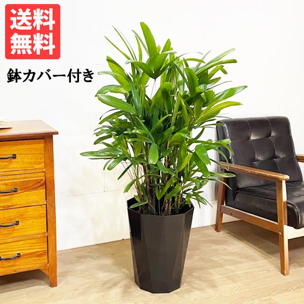 カンノンチク 観音竹 スタイリッシュな黒色鉢カバー付 観葉植物 送料無料 中型