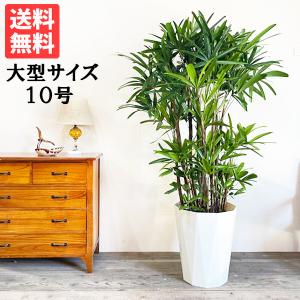 観音竹 カンノンチク 観葉植物 10号 大型 おしゃれ 鉢植え 本物 大きい｜pg869