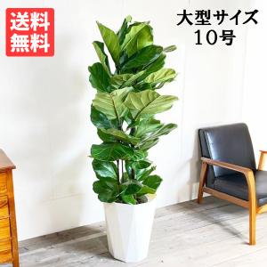 オーガスタ 大型 大鉢 10号 観葉植物 寒さに強い おしゃれ 鉢植え 本物