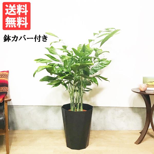 高性チャメドレア スタイリッシュな黒色鉢カバー付 観葉植物 送料無料 ヤシの木 寒さに強い