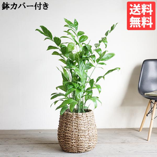 高性チャメドレア 手編みバスケット付き 観葉植物 お祝いや自宅用 送料無料 チャメドレア ヤシの木 ...