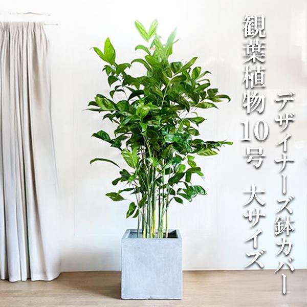 高性チャメドレア ヤシの木 観葉植物 10号 大型 キューブ型 高級鉢カバー付 アッシュグレー 寒さ...