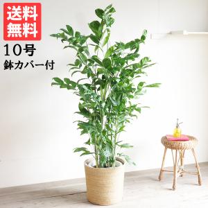 フィカス アルテシーマ 観葉植物 10号 大型 アルテシマ ゴムの木