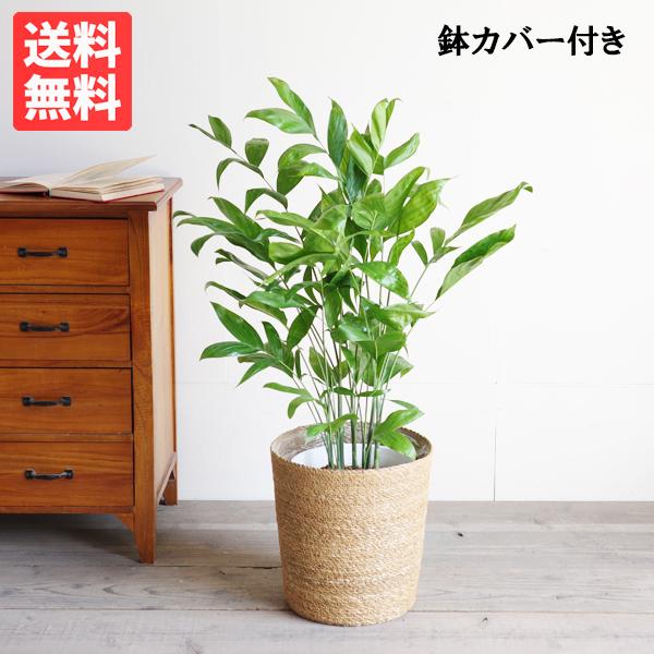 高性チャメドレア やわらかいかご付 観葉植物 送料無料 ヤシの木 中型 大型サイズ 寒さに強い