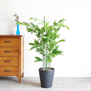 高性チャメドレア ヤシの木 観葉植物 ブラック...の詳細画像1