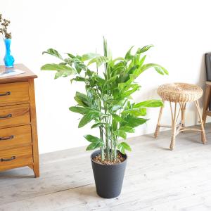 高性チャメドレア ヤシの木 観葉植物 ブラック...の詳細画像2