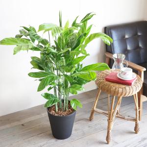 高性チャメドレア ヤシの木 観葉植物 ブラック...の詳細画像4