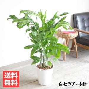 エバーフレッシュ ホワイトセラアート鉢植え 観葉植物 送料無料 大型