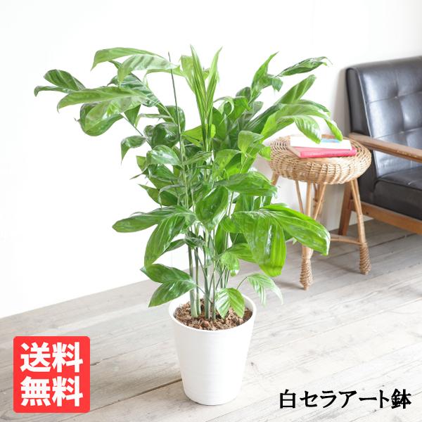 高性チャメドレア ヤシの木 観葉植物 ホワイトセラアート鉢 送料無料 寒さに強い