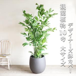 シェフレラ ホンコンカポック 観葉植物 10号 大型 斑入り イエロー