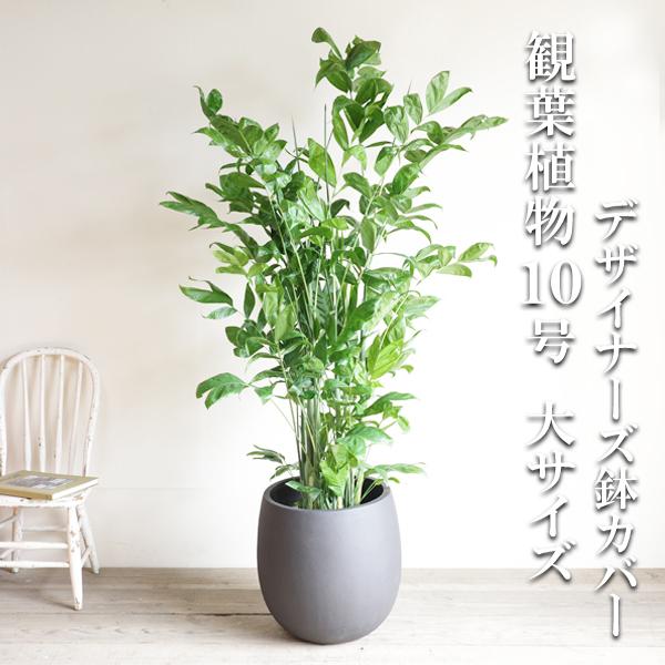 高性チャメドレア 観葉植物 10号 大型 ヤシの木 大型 バルーン型 高級鉢カバー付 ブラック 寒さ...