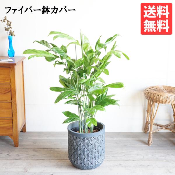 高性チャメドレア ファイバーセメント鉢カバー付 ブルーブラック 観葉植物 送料無料 ヤシの木 寒さに...