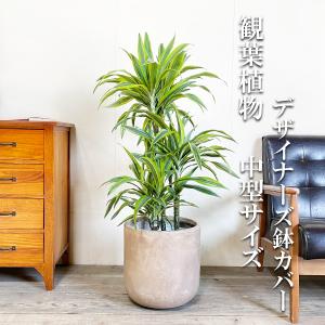 現品】ザミア・フロリダーナ 多頭株 10号 白鉢（1） : 花のアリマツ