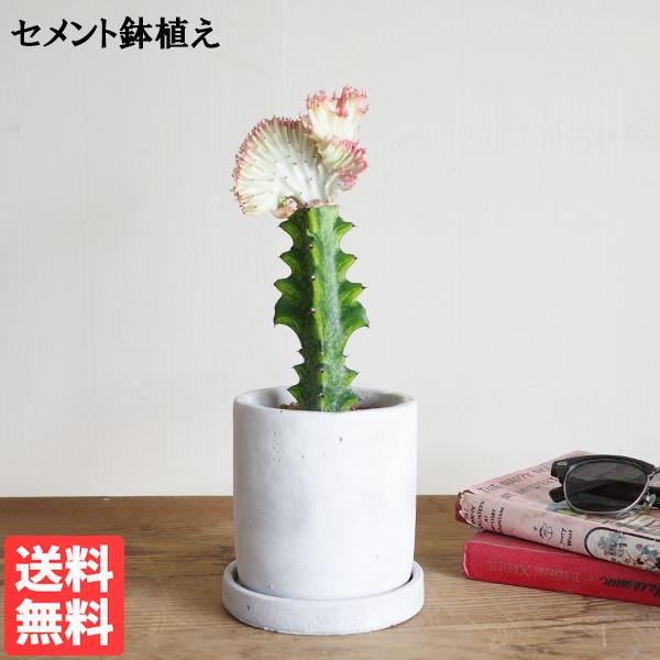 ユーフォルビア マハラジャ セメント鉢植え 観葉植物 卓上 小型 珍奇 送料無料 即日出荷
