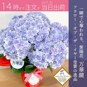 遅れてごめんね 5/12出荷 あじさい 万華鏡 高品質 ラッピング付 青色 送料無料 島根県オリジナル品種 マンゲキョウ アジサイ 母の日ギフト 紫陽花 鉢植え