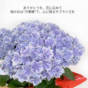 遅れてごめんね 5月11日出荷 紫陽花 万華鏡...の詳細画像2
