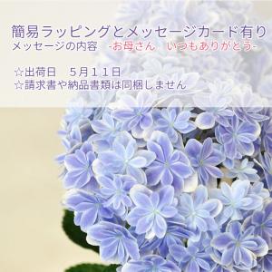 遅れてごめんね 5月11日出荷 紫陽花 万華鏡...の詳細画像3