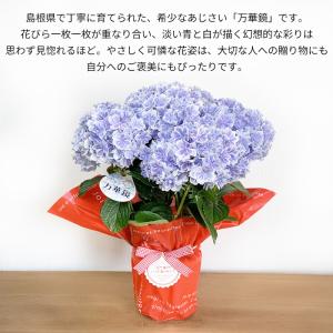 遅れてごめんね 5月11日出荷 紫陽花 万華鏡...の詳細画像5