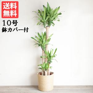 ユッカ エレファンティペス 大型 大鉢 10号 観葉植物 寒さに強い