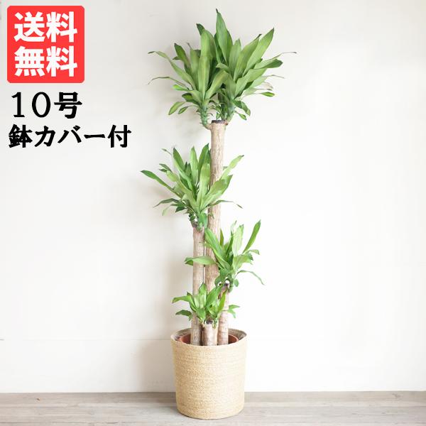幸福の木 観葉植物 10号 大型 やわらかいかご付 マッサン ドラセナ おしゃれ 鉢植え 本物 大き...