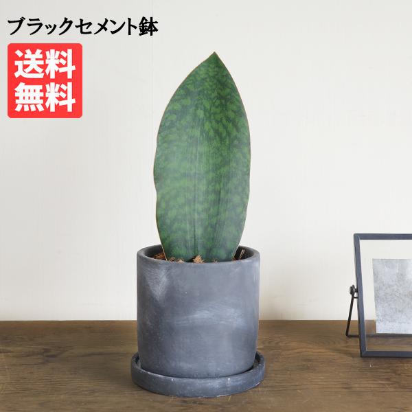 サンスベリア マッソニアーナ  ブラック セメント鉢植え 卓上 中型 送料無料 小型 インテリア 即...