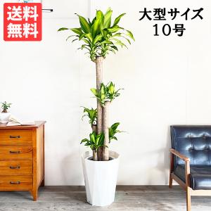 ユッカ エレファンティペス 大型 大鉢 10号 観葉植物 寒さに強い