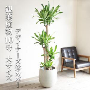 フィカス ウンベラータ 観葉植物 10号 大型 ゴムの木 シリンダー型