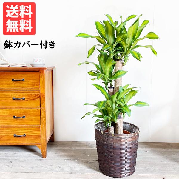 幸福の木 鉢カバー付 観葉植物 送料無料 マッサン ドラセナ 中型 大型 御祝 ８号