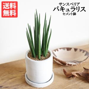 激レア！現品お届け】サンスベリア 6号 スノーホワイト（S179