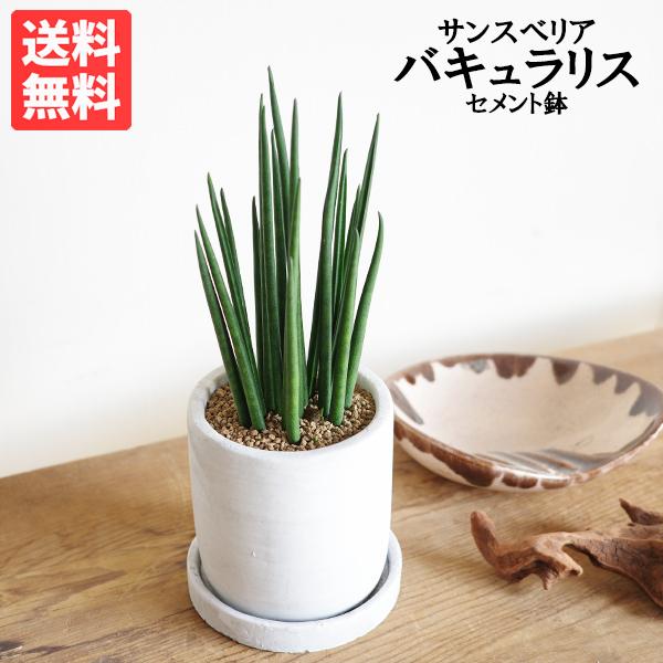 サンスベリア ミカド アッシュグレー セメント鉢植え 観葉植物 ミニ 卓上 セメントポット サンセベ...