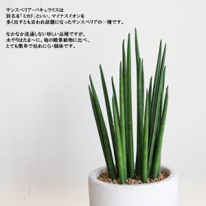 サンスベリア ミカド アッシュグレー セメント...の詳細画像2