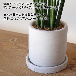 サンスベリア ミカド アッシュグレー セメント...の詳細画像5
