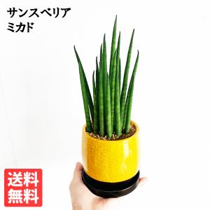 サンスベリア 育てやすい お手入れかんたん サンライトイエローの陶器鉢植え 卓上サイズ 観葉植物 サンセベリア バキュラリス ミカド 黄色 送料無料 即日出荷｜pg869