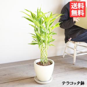 フィカス・バーガンディ 8号 陶器鉢植え 黒ゴム 観葉植物 ゴムの木