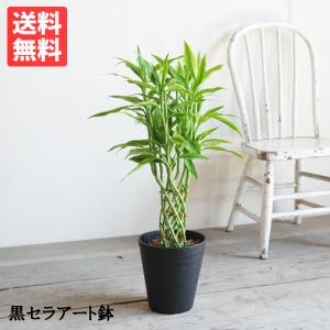 ミリオンバンブー 幸運の竹 送料無料 ブラックセ...の商品画像