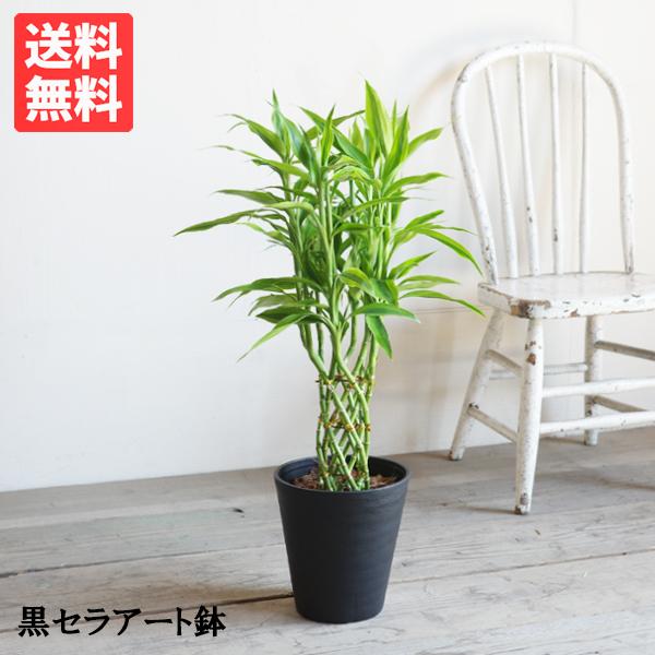 ミリオンバンブー 幸運の竹 送料無料 ブラックセラアート鉢 観葉植物 ラッキーバンブー 中型 ６号 ...