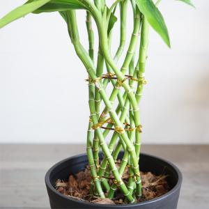 ミリオンバンブー 幸運の竹 送料無料 ブラック...の詳細画像2