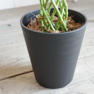 ミリオンバンブー 幸運の竹 送料無料 ブラック...の詳細画像3