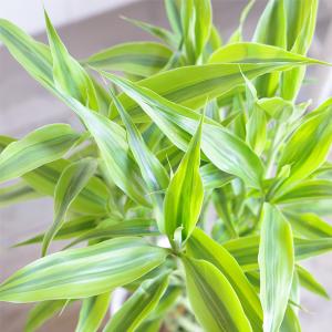 ミリオンバンブー 幸運の竹 送料無料 ブラック...の詳細画像5