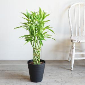 ミリオンバンブー 幸運の竹 送料無料 ブラック...の詳細画像4