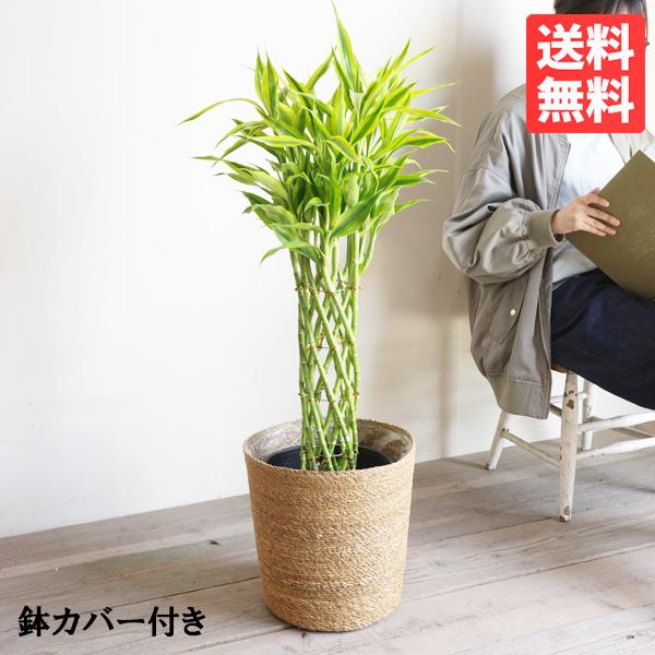 ミリオンバンブー やわらかいかご付 観葉植物 ドラセナ 送料無料 サンデリアーナ 幸福の木 ８号 大...