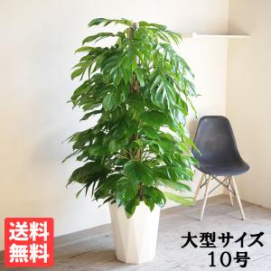 大型 観葉植物 フィカス ウンベラータ 10号 楽天市場】ウンベラータ 10号 大型 観葉植物 法人様送料無料 フィカス