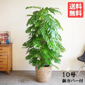 マングーカズラ 観葉植物 10号 バナナリーフ鉢カバー付き 大きなモンステラ風 大型 おしゃれ 鉢植え 本物 大きい